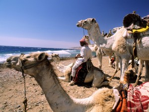 Dahab---Camels-at-the-beach1