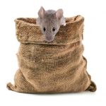 mice in the bag