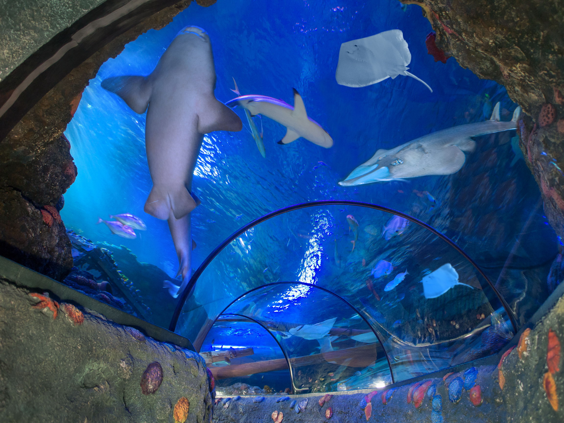 Gardaland Sea Life Aquarium tunnel con squalo chitarra
