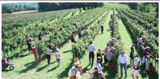 Cantine Aperte In Vendemmia