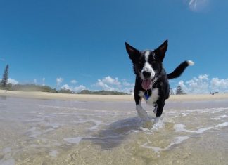 In vacanza gli italiani vogliono poter portare Fido, mentre gli stranieri cercano la piscina